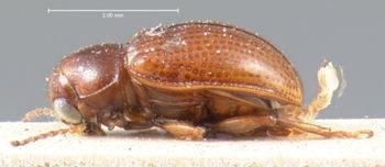 Media type: image; Entomology 9827   Aspect: habitus lateral view